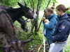 Besuch bei den Eseln