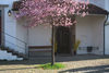 Kircheneingang mit Frühlingsbaum